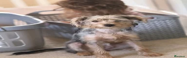 Mixed Breed 1