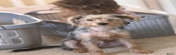 Mixed Breed dogs for sale: Adorable puppy in Ashford - Advert 2