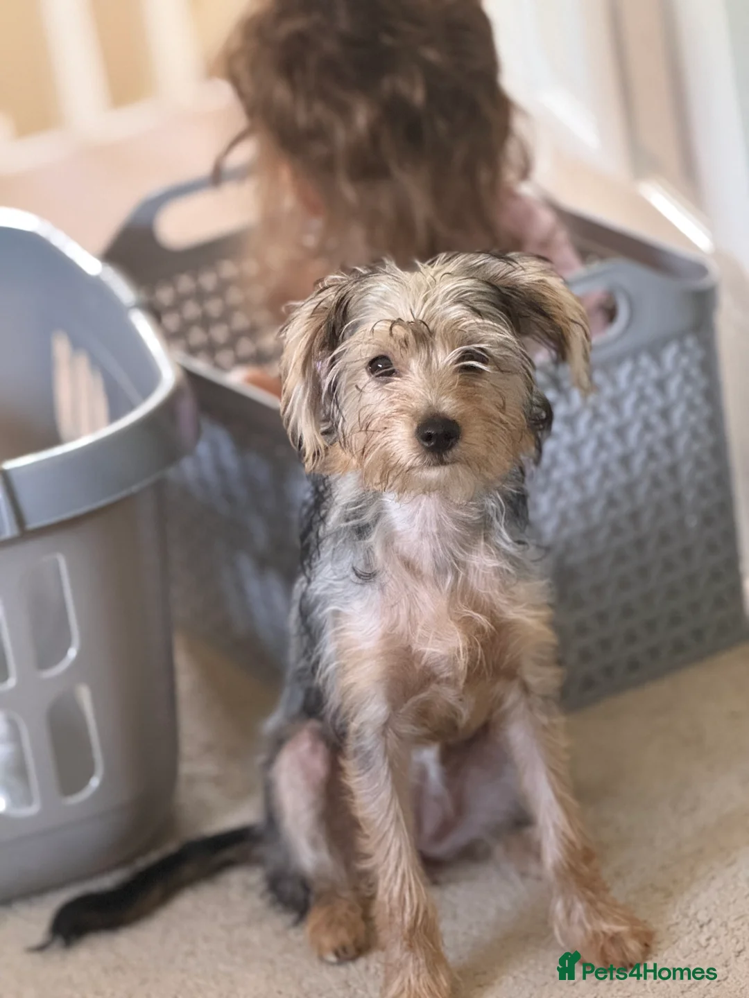 Mixed Breed dogs for sale: Adorable puppy in Ashford - Advert 2