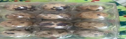 Softbills birds for sale: Jambo Quail - Advert 3