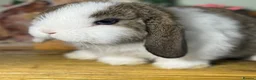 Mini Lop rabbits for sale: Gorgeous, friendly *vaccinated* pure mini lops in Swindon - Advert 6