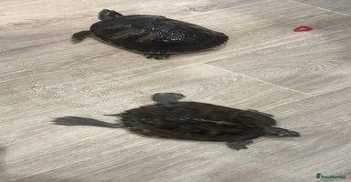 Terrapin reptiles - Advert 11