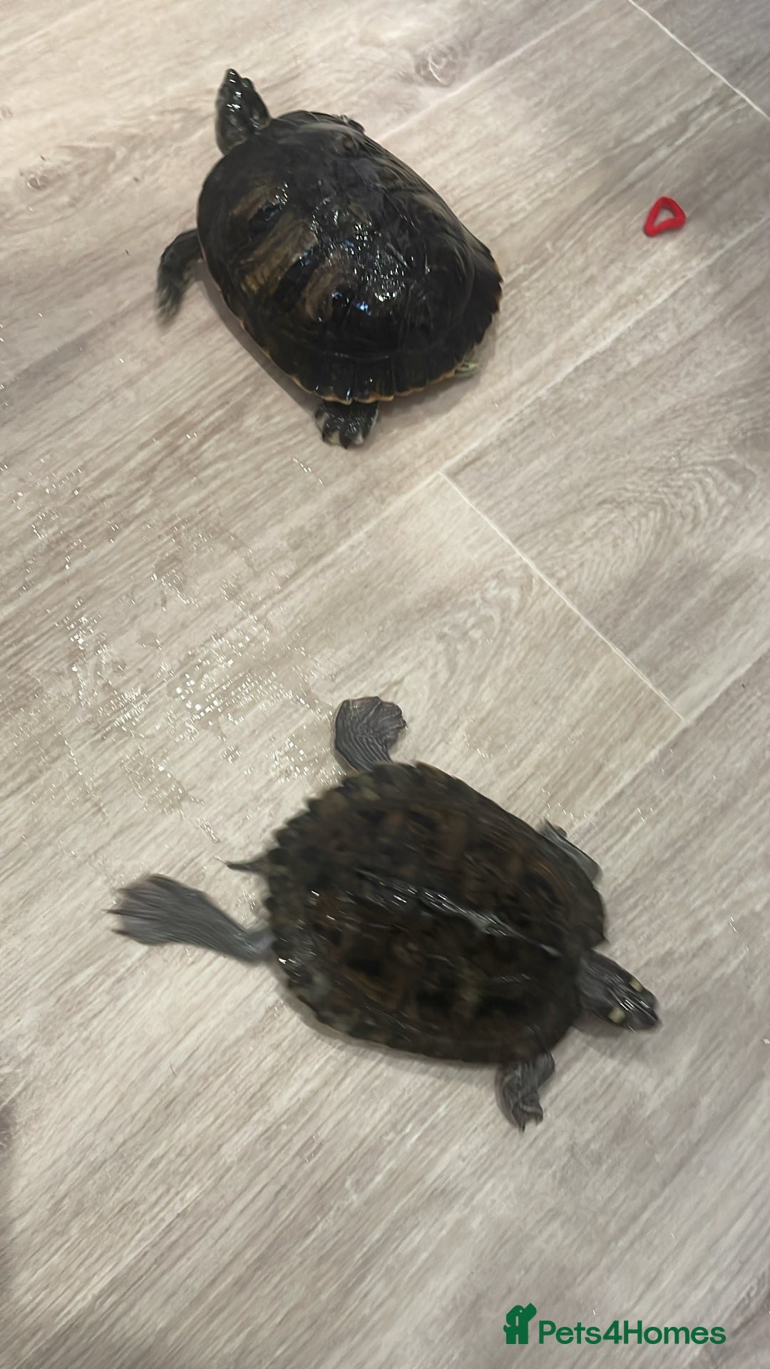 Terrapin reptiles for sale: Terrapin turtles  - Image 2