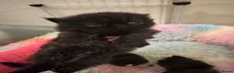 Persian cats for sale: Last kitten Persian girl black  - Advert 5