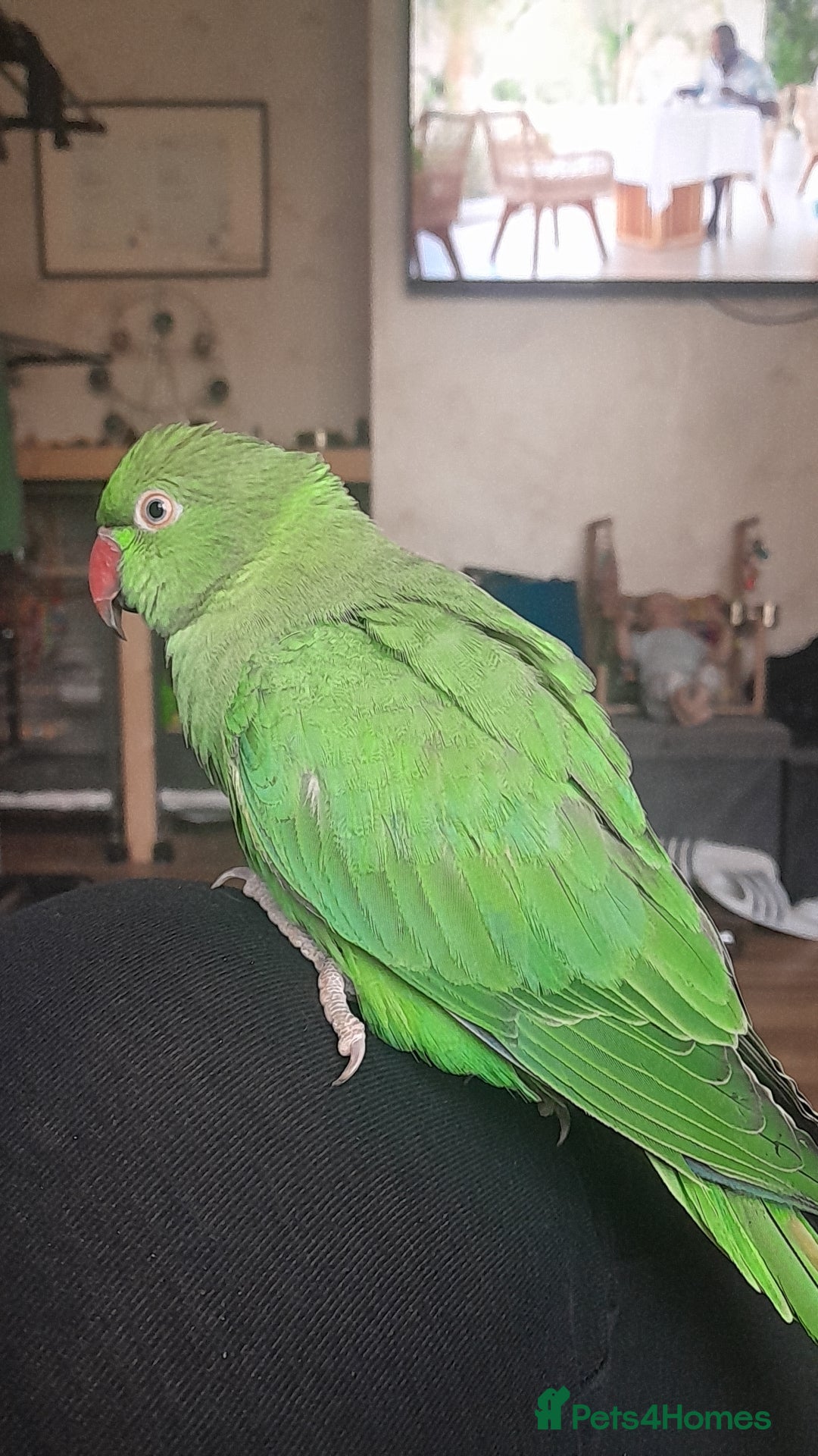 Ringnecks birds for sale: Indian Ringneck with set up - Advert 1