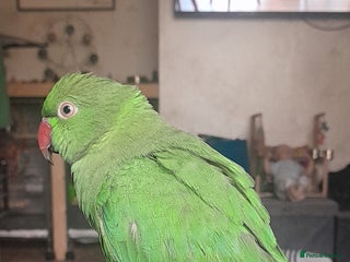 Ringnecks birds Indian Ringneck with set up - Advert 1