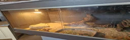 Bearded Dragon reptiles for sale: Male 14 month old bearded dragon with setup  in Nottingham - Advert 3