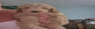 Cockapoo 4