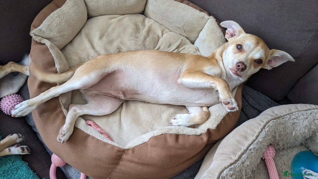 Chihuahua dogs for sale: 💖 3 Beautiful Chihuahua Puppies - Image 6