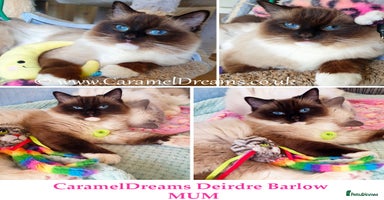 Ragdoll cats - Advert 9