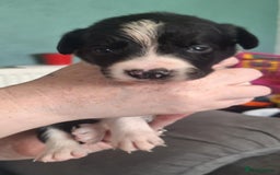 Sprollie dogs for sale: Sprollies - Image 32