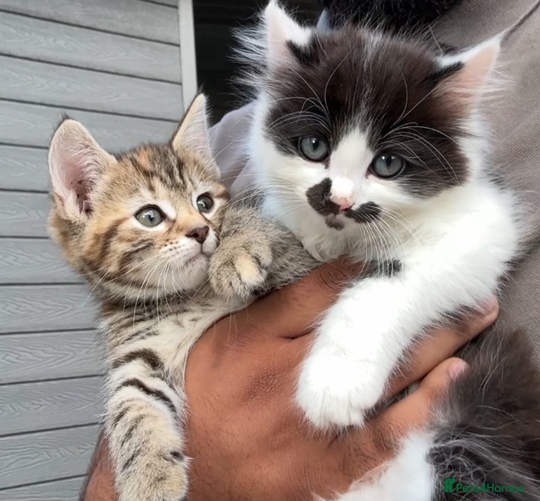 Mixed Breed cats for sale: Bengal X Tortoiseshell  - Image 1