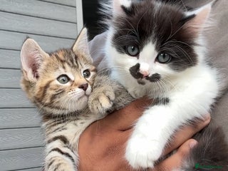 Mixed Breed cats - Advert 3