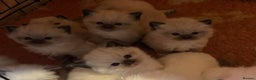 Ragdoll cats for sale: Pedigree Ragdoll babies - Advert 5