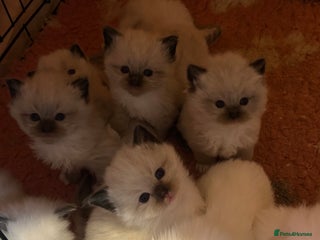 Ragdoll cats Pedigree Ragdoll babies - Advert 2