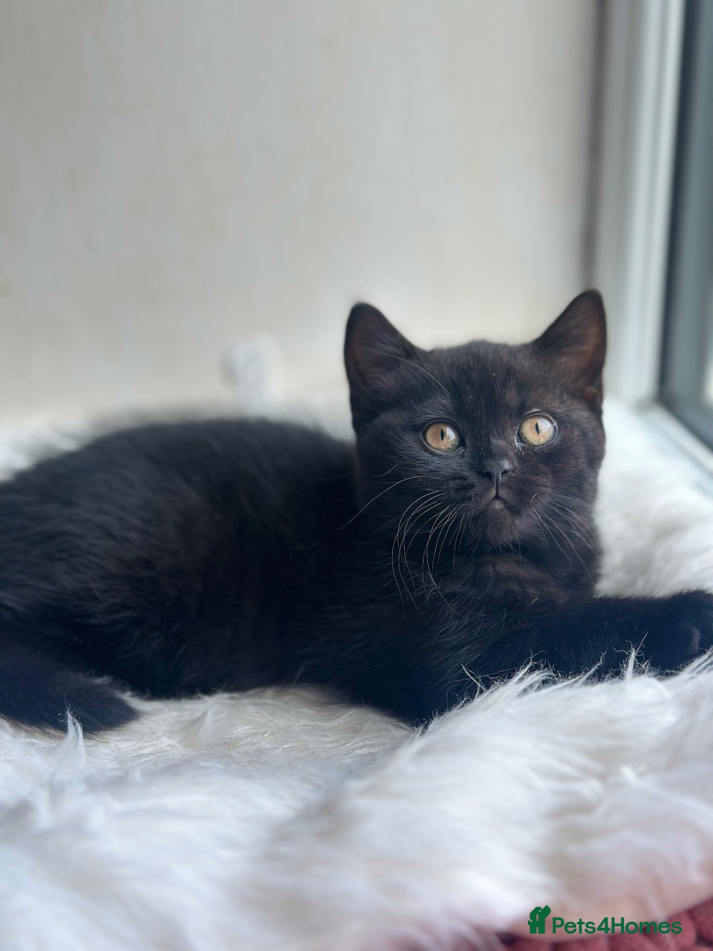 British Shorthair cats for sale: BLACK BRITISH SHORTHAIR FEMALE 🐈‍⬛ - Advert 2