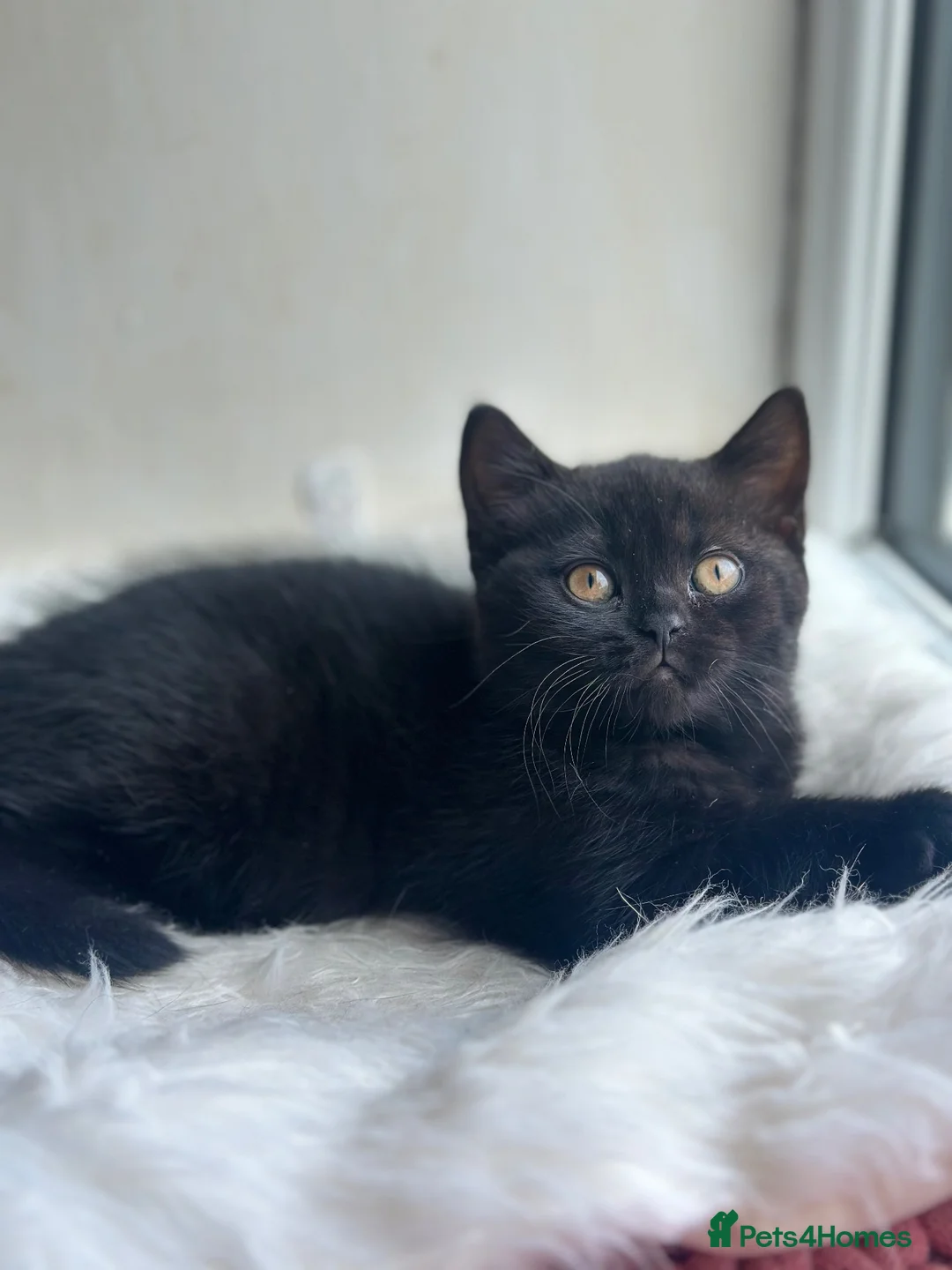British Shorthair cats for sale: BLACK BRITISH SHORTHAIR FEMALE 🐈‍⬛ in Blackburn - Advert 1