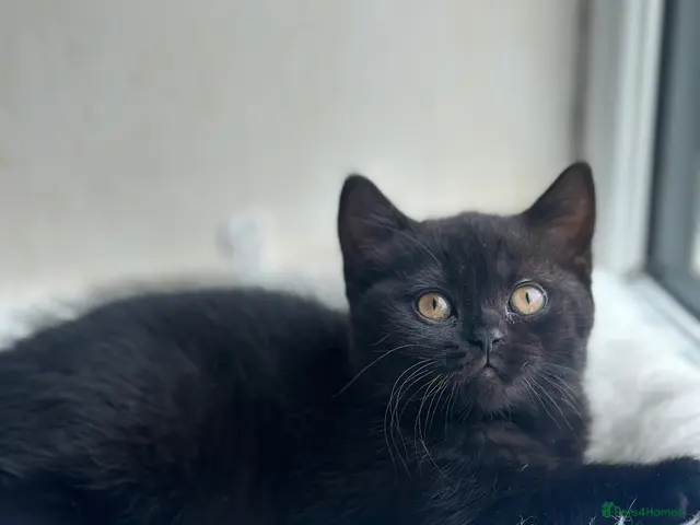 British Shorthair cats for sale: BLACK BRITISH SHORTHAIR FEMALE 🐈⬛ - Advert 2