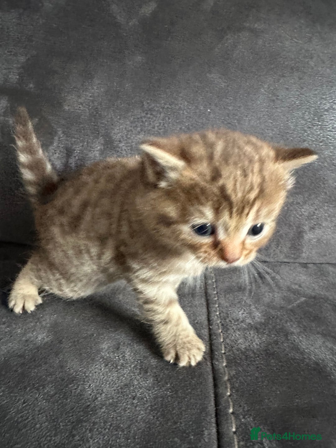 British Shorthair cats for sale: Kittens British shorthair mixed  - Image 30