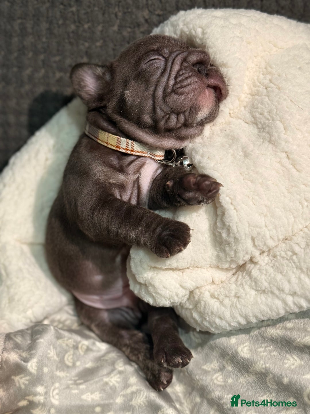 French Bulldog dogs for sale: French bulldog puppies for sale! - Advert 10