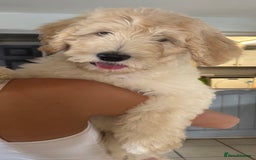 Labradoodle dogs for sale: F1B Standard Labradoodle Puppies Ready Now!🩷💙 - Image 13