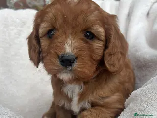Cavapoo dogs Stunning DNA Tested Cavapoo F1 Puppies Red - Advert 4
