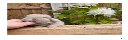 Mini Lop rabbits for sale: ɢᴏʀɢᴇᴏᴜꜱ ᴍɪɴɪ ʟᴏᴘꜱ ꜰᴏʀ ꜱᴀʟᴇ - Advert 8