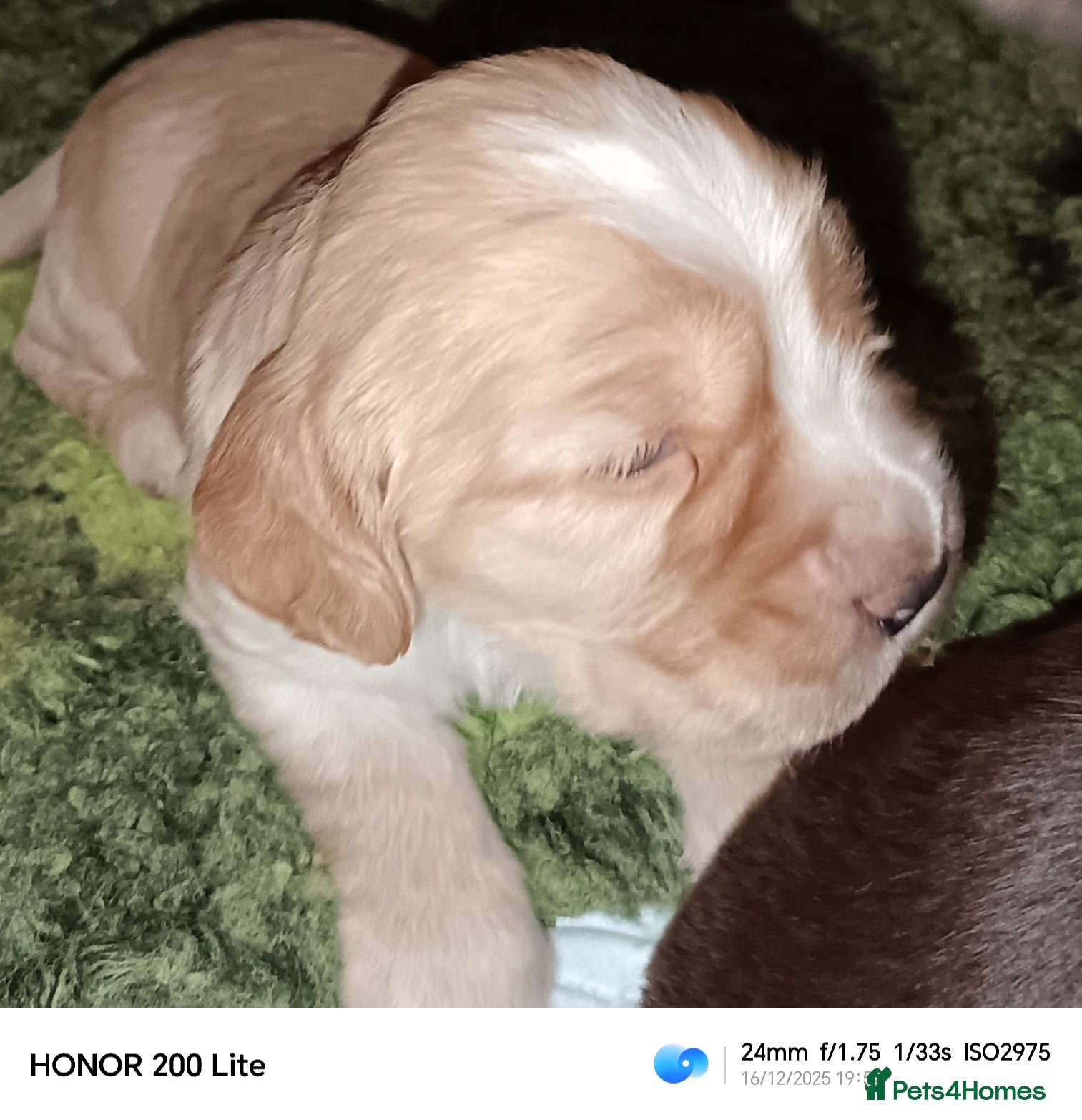 Cocker Spaniel dogs Show type Cocker Spaniel puppies - Advert 6