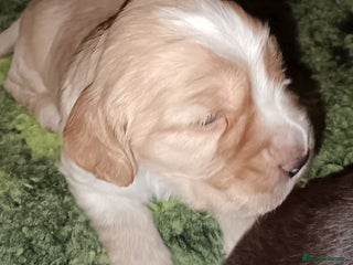 Cocker Spaniel dogs Show type Cocker Spaniel puppies - Advert 6