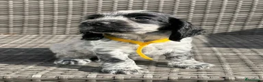 Yellow Collar