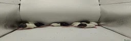 Rat rodents for sale: 🐀June Rats Are Here!🐀 - Advert 3