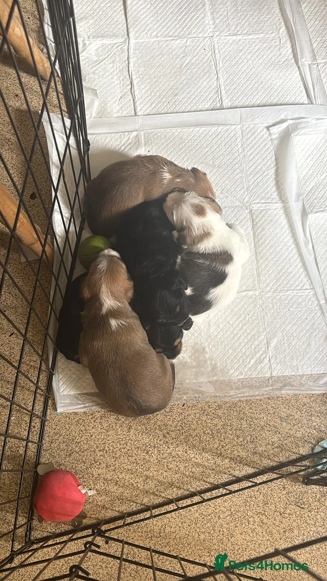 Mixed Breed dogs for sale: Puppies shitzu/bichon jRussell Yorkshire terrier - Advert 2
