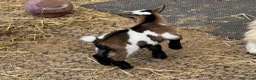 Goats livestock for sale: Pure Pygmy goats - castrated males  in Great Missenden - Advert 3