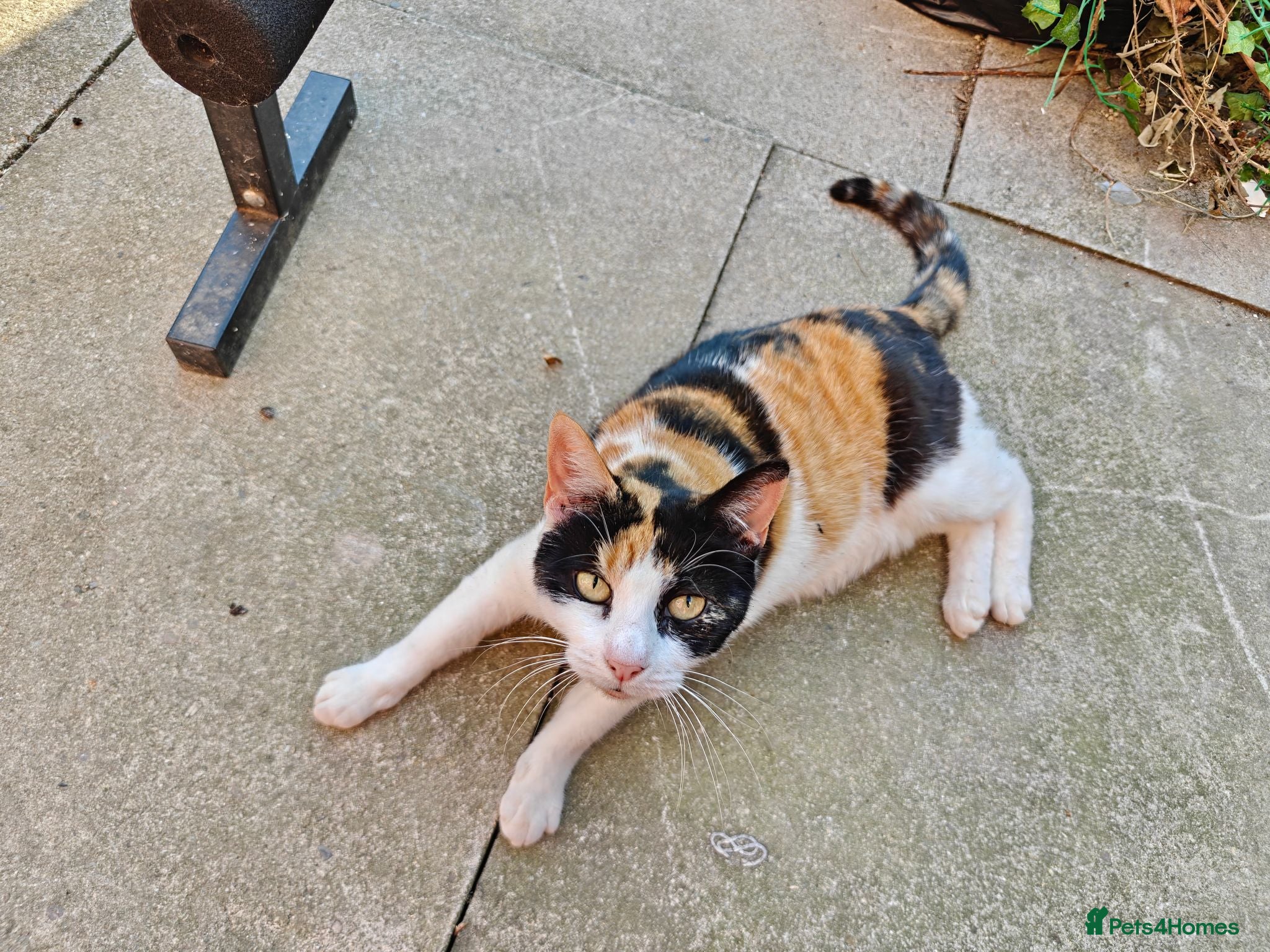 Mixed Breed cats completely Free. £0 for 3 cat. Need rehoming - Advert 1
