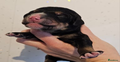 Bernedoodle dogs Exceptional Quality Bernedoodles  - Advert 5