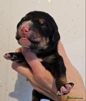 Bernedoodle dogs Exceptional Quality Bernedoodles - Advert 5