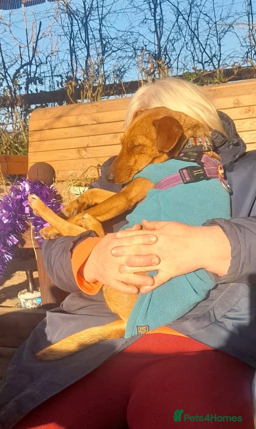 Fox Terrier dogs for adoption: Sweet Felix Needs LOVE - Advert 14