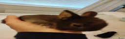 Mixed Breed rabbits for sale: Hybrid baby mini lion lops/Netherland dwarfs  - Advert 7