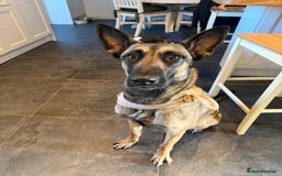 Belgian Shepherd Dog dogs for sale: 3 year old Belgian malinois  - Image 4