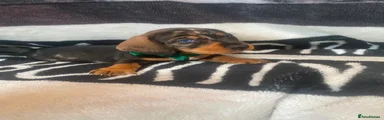Dachshund 1
