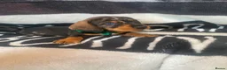 Dachshund dogs for sale: Wire hair dachshund in Walsall - Advert 2
