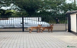 Belgian Shepherd Dog dogs for sale: 9 Month old Two Belgian Malinois Pups (Brothers) - Image 4
