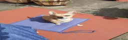 Pomchi dogs for sale: Sandy - Advert 4