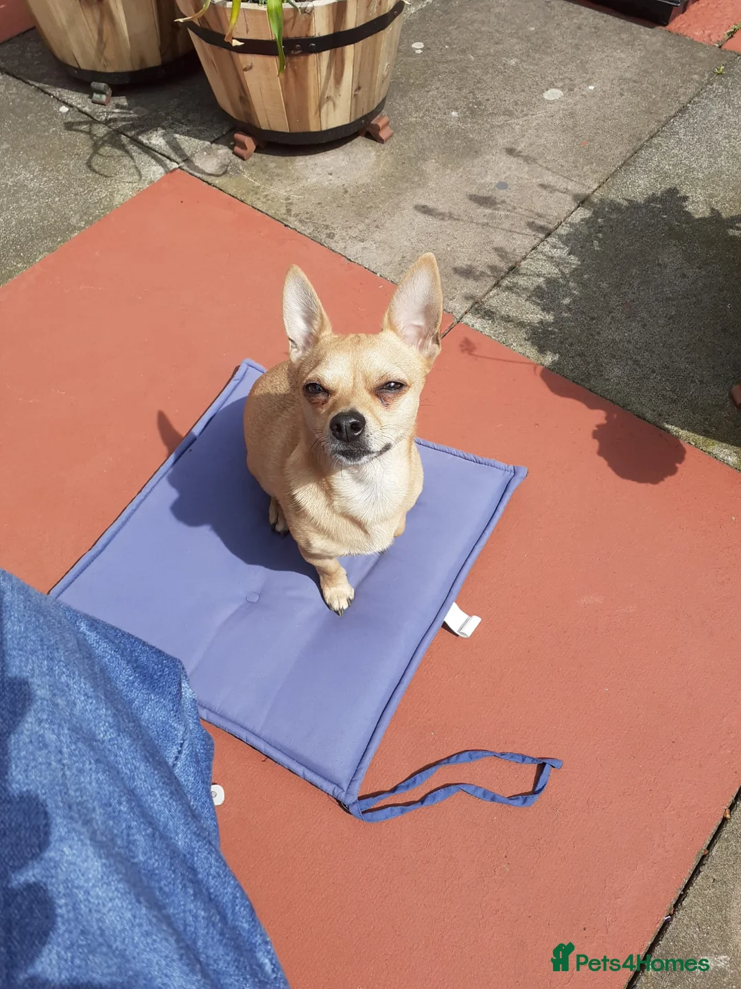 Pomchi dogs for sale: Sandy - Advert 4