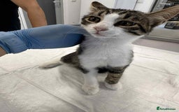 Mixed Breed cats for adoption: Squeak is looking for a home! - Image 3