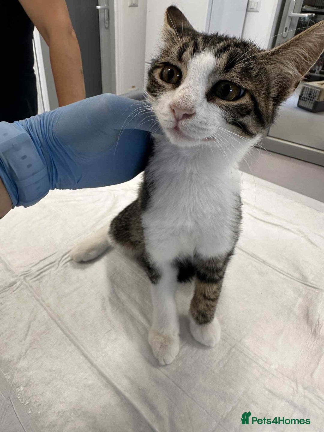 Mixed Breed cats for adoption: Squeak is looking for a home! - Image 3