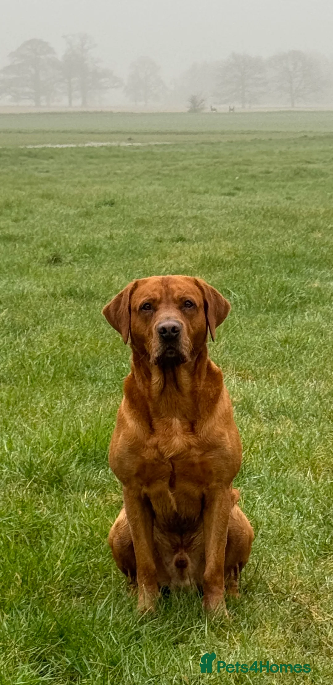 Labrador Retriever dogs for stud: PROVEN & FULLY HEALTH TESTED KC Dark Fox Red Stud  in York - Advert 4