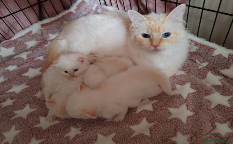 Ragdoll cats - Advert 9