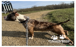 American Bully dogs for sale: Merle Pocket Bully - Image 2