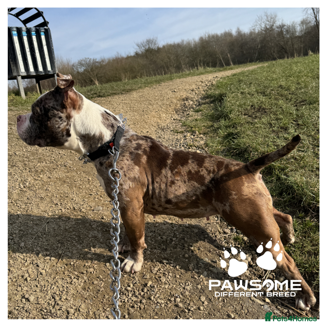 American Bully dogs for sale: Merle Pocket Bully - Image 2